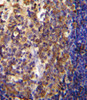 His6-DEP-1 Antibody immunohistochemistry analysis in formalin fixed and paraffin embedded human tonsil tissue followed by peroxidase conjugation of the secondary antibody and DAB staining.