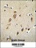 RARS Antibody immunohistochemistry analysis in formalin fixed and paraffin embedded human brain followed by peroxidase conjugation of the secondary antibody and DAB staining.