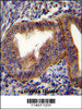 CCNB1 Antibody immunohistochemistry analysis in formalin fixed and paraffin embedded human uterus tissue followed by peroxidase conjugation of the secondary antibody and DAB staining.