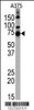 Western blot analysis of anti-HDAC10 Pab (Cat. AP1110a) in A375 cell line lysates.