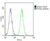 Overlay histogram showing Hela cells stained with Antibody (green line) . The cells were fixed with 2% paraformaldehyde (10 min) and then permeabilized with 90% methanol for 10 min. The cells were then icubated in 2% bovine serum albumin to block non-specific protein-protein interactions followed by the antibody (1:25 dilution) for 60 min at 37ºC. The secondary antibody used was Goat-Anti-Rabbit IgG, DyLight 488 Conjugated Highly Cross-Adsorbed (OH191631) at 1/200 dilution for 40 min at 37ºC. Isotype control antibody (blue line) was rabbit IgG (1ug/1x10^6 cells) used under the same conditions. Acquisition of >10, 000 events was performed.