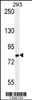 Western blot analysis in 293 cell line lysates (35ug/lane) .