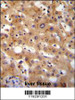 GGCX Antibody immunohistochemistry analysis in formalin fixed and paraffin embedded human liver tissue followed by peroxidase conjugation of the secondary antibody and DAB staining.