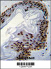 IFI35 Antibody (N-term R30) immunohistochemistry analysis in formalin fixed and paraffin embedded human skin tissue followed by peroxidase conjugation of the secondary antibody and DAB staining.This data demonstrates the use of IFI35 Antibody (N-term R30) for immunohistochemistry.