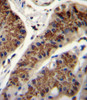 INHBA Antibody immunohistochemistry analysis in formalin fixed and paraffin embedded human stomach tissue followed by peroxidase conjugation of the secondary antibody and DAB staining.