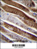 ETFA Antibody immunohistochemistry analysis in formalin fixed and paraffin embedded human skeletal muscle followed by peroxidase conjugation of the secondary antibody and DAB staining.