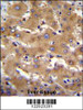 PHF12 Antibody immunohistochemistry analysis in formalin fixed and paraffin embedded human liver tissue followed by peroxidase conjugation of the secondary antibody and DAB staining.