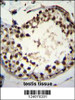 ASXL1 Antibody immunohistochemistry analysis in formalin fixed and paraffin embedded human testis tissue followed by peroxidase conjugation of the secondary antibody and DAB staining.