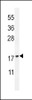 Western blot analysis in HL-60 cell line lysates (35ug/lane) .