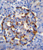 PLA2G2D Antibody immunohistochemistry analysis in formalin fixed and paraffin embedded human pancrease tissue followed by peroxidase conjugation of the secondary antibody and DAB staining.