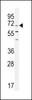 Western blot analysis in K562 cell line lysates (35ug/lane) .