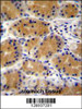 PLEKHG3 Antibody immunohistochemistry analysis in formalin fixed and paraffin embedded human stomach tissue followed by peroxidase conjugation of the secondary antibody and DAB staining.