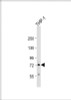 Western Blot at 1:500 dilution + THP-1 whole cell lysate Lysates/proteins at 20 ug per lane.