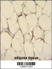 FBLN7 Antibody immunohistochemistry analysis in formalin fixed and paraffin embedded human adipose tissue followed by peroxidase conjugation of the secondary antibody and DAB staining.