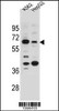 Western blot analysis in K562 and HepG2 cell line lysates (35ug/lane) .