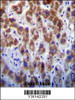 GOG8A Antibody immunohistochemistry analysis in formalin fixed and paraffin embedded human liver tissue followed by peroxidase conjugation of the secondary antibody and DAB staining.