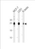 Western blot analysis in MCF-7, U251 cell line and rat testis tissue lysates (35ug/lane) .