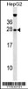 Western blot analysis in HepG2 cell line lysates (35ug/lane) .