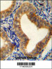 AHCY Antibody immunohistochemistry analysis in formalin fixed and paraffin embedded human uterus tissue followed by peroxidase conjugation of the secondary antibody and DAB staining.
