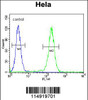 Flow cytometric analysis of Hela cells (right histogram) compared to a negative control cell (left histogram) .FITC-conjugated goat-anti-rabbit secondary antibodies were used for the analysis.