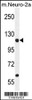 Western blot analysis in mouse Neuro-2a cell line lysates (35ug/lane) .