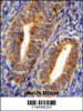 DPP3 Antibody immunohistochemistry analysis in formalin fixed and paraffin embedded human uterus tissue followed by peroxidase conjugation of the secondary antibody and DAB staining.