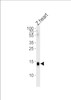 Western blot analysis of lysate from zebra fish heart tissue, using H2AFZ Antibody at 1:1000.