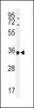 Western blot analysis in HL-60 cell line lysates (35ug/lane) .