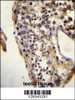 ECAT1 Antibody immunohistochemistry analysis in formalin fixed and paraffin embedded human testis tissue followed by peroxidase conjugation of the secondary antibody and DAB staining.