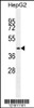 Western blot analysis in HepG2 cell line lysates (35ug/lane) .