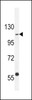 Western blot analysis in Ramos cell line lysates (35ug/lane) .