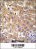GAGE12B Antibody immunohistochemistry analysis in formalin fixed and paraffin embedded human liver tissue followed by peroxidase conjugation of the secondary antibody and DAB staining.