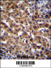 SPACA5B Antibody immunohistochemistry analysis in formalin fixed and paraffin embedded human liver tissue followed by peroxidase conjugation of the secondary antibody and DAB staining.