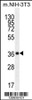 Western blot analysis in mouse NIH-3T3 cell line lysates (35ug/lane) .