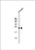 Western Blot at 1:2000 dilution + human brain lysate Lysates/proteins at 20 ug per lane.