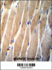 CLEC4F Antibody immunohistochemistry analysis in formalin fixed and paraffin embedded human skeletal muscle followed by peroxidase conjugation of the secondary antibody and DAB staining.