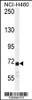 Western blot analysis in NCI-H460 cell line lysates (35ug/lane) .