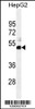 Western blot analysis in HepG2 cell line lysates (35ug/lane) .