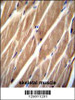 PIP5KL1 Antibody immunohistochemistry analysis in formalin fixed and paraffin embedded human skeletal muscle followed by peroxidase conjugation of the secondary antibody and DAB staining.