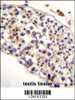 HAUS3 Antibody immunohistochemistry analysis in formalin fixed and paraffin embedded human testis tissue followed by peroxidase conjugation of the secondary antibody and DAB staining.