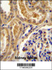 TLL2 Antibody immunohistochemistry analysis in formalin fixed and paraffin embedded human kidney tissue followed by peroxidase conjugation of the secondary antibody and DAB staining.