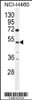 Western blot analysis in NCI-H460 cell line lysates (35ug/lane) .