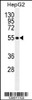 Western blot analysis in HepG2 cell line lysates (35ug/lane) .