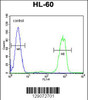 Flow cytometric analysis of HL-60 cells (right histogram) compared to a negative control cell (left histogram) .FITC-conjugated goat-anti-rabbit secondary antibodies were used for the analysis.