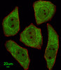 Immunofluorescent analysis of U251 cells, using LRRC45 Antibody . Antibody was diluted at 1:25 dilution. Alexa Fluor 488-conjugated goat anti-rabbit lgG at 1:400 dilution was used as the secondary antibody (green) . Cytoplasmic actin was counterstained with Dylight Fluor 554 (red) conjugated Phalloidin (red) .