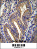 METTL10 Antibody immunohistochemistry analysis in formalin fixed and paraffin embedded human uterus tissue followed by peroxidase conjugation of the secondary antibody and DAB staining.