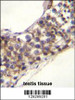 PNLDC1 Antibody immunohistochemistry analysis in formalin fixed and paraffin embedded human testis tissue followed by peroxidase conjugation of the secondary antibody and DAB staining.