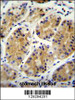 MGC24975 Antibody immunohistochemistry analysis in formalin fixed and paraffin embedded human stomach tissue followed by peroxidase conjugation of the secondary antibody and DAB staining.