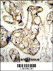 EDN1 Antibody immunohistochemistry analysis in formalin fixed and paraffin embedded human placenta tissue followed by peroxidase conjugation of the secondary antibody and DAB staining.