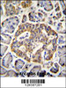 GRIN2A Antibody immunohistochemistry analysis in formalin fixed and paraffin embedded human pancreas tissue followed by peroxidase conjugation of the secondary antibody and DAB staining.